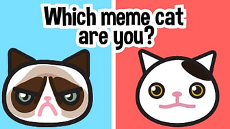 Which meme cat are you
